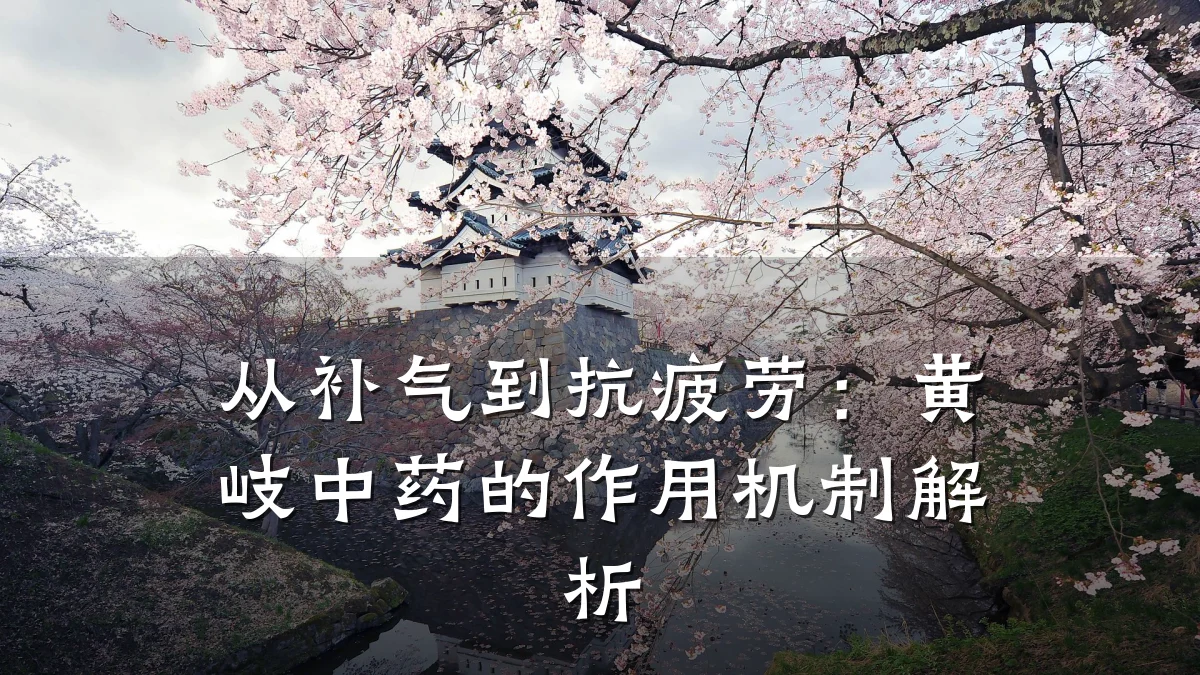 从补气到抗疲劳:黄岐中药的作用机制解析
