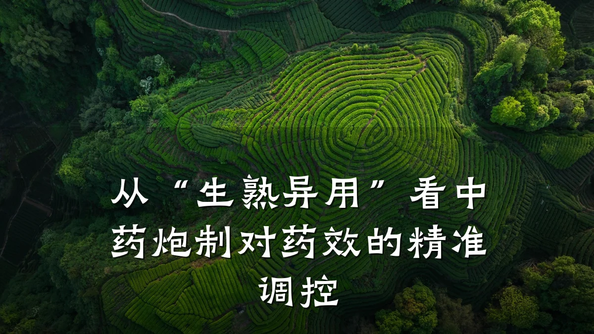 从“生熟异用”看中药炮制对药效的精准调控