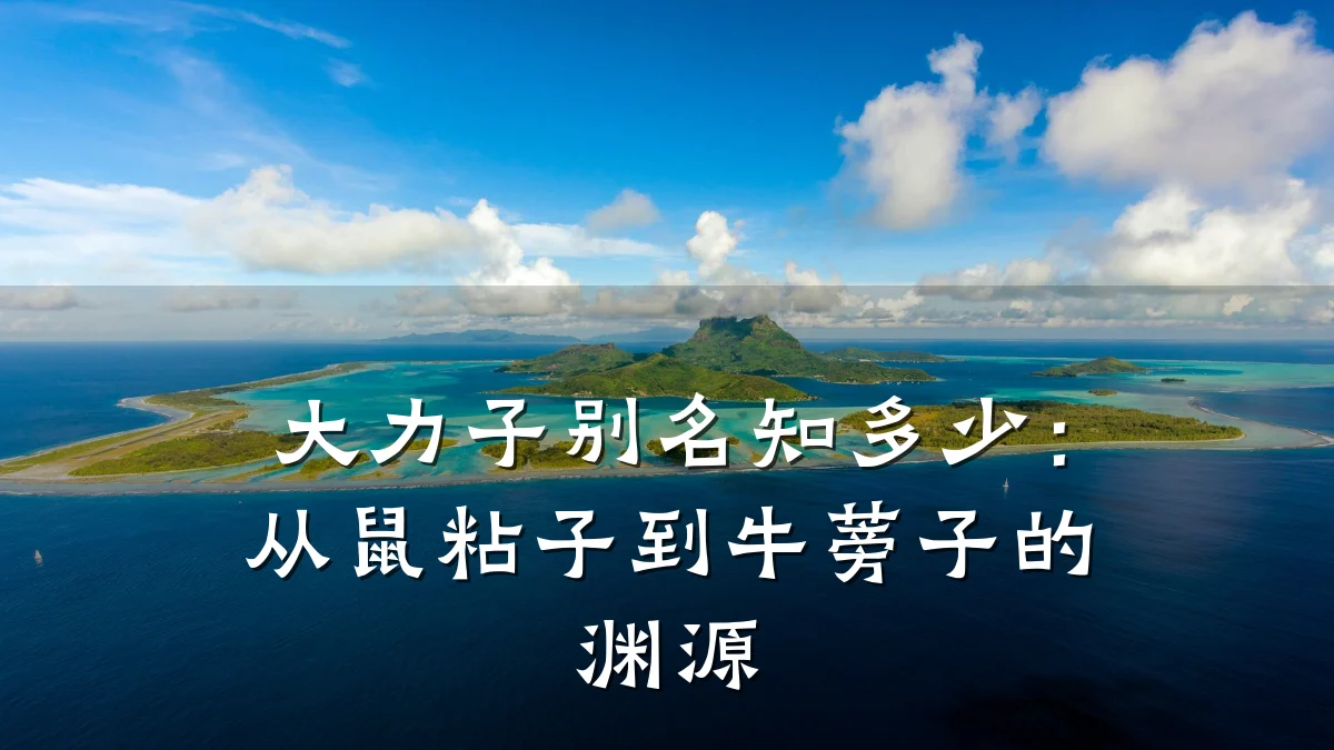 大力子别名知多少:从鼠粘子到牛蒡子的渊源