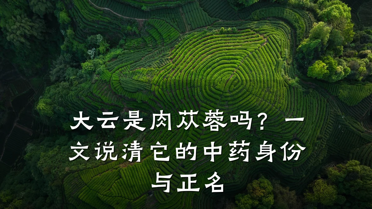 大云是肉苁蓉吗?一文说清它的中药身份与正名