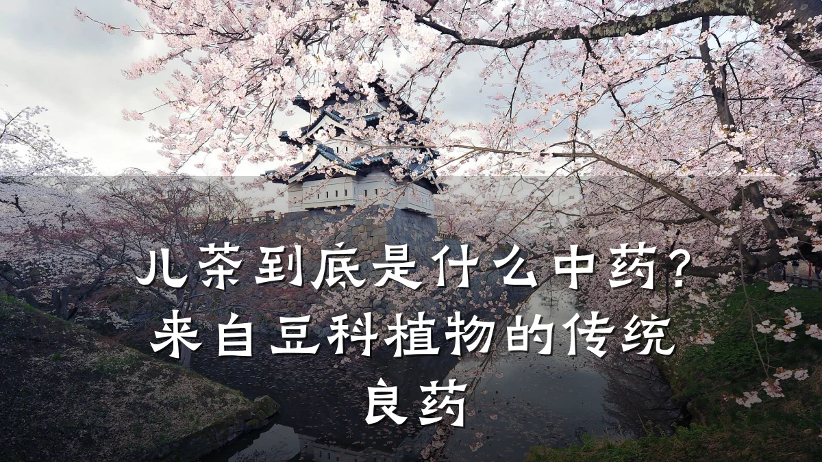 儿茶到底是什么中药？来自豆科植物的传统良药