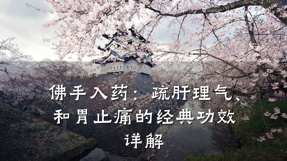 佛手入药：疏肝理气、和胃止痛的经典功效详解