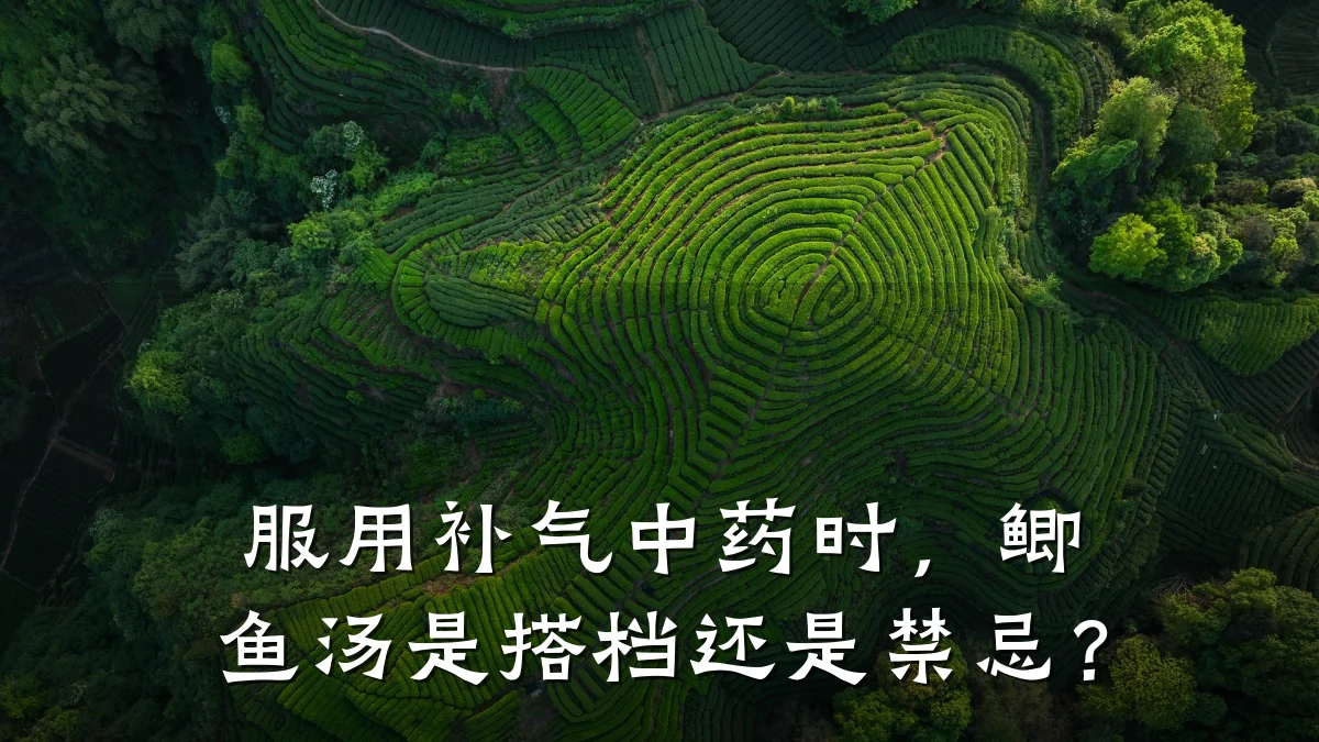 服用补气中药时，鲫鱼汤是搭档还是禁忌？
