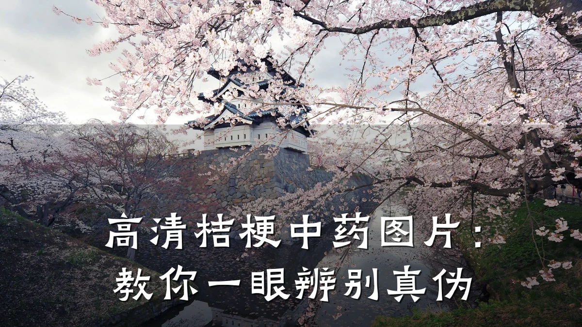 高清桔梗中药图片:教你一眼辨别真伪