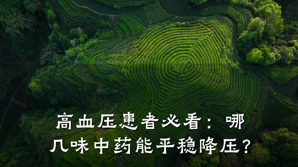 高血压患者必看：哪几味中药能平稳降压？