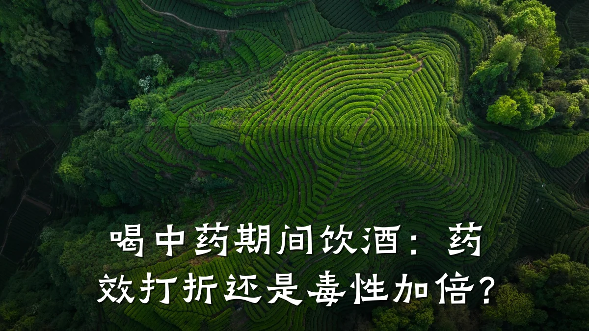 喝中药期间饮酒：药效打折还是毒性加倍？