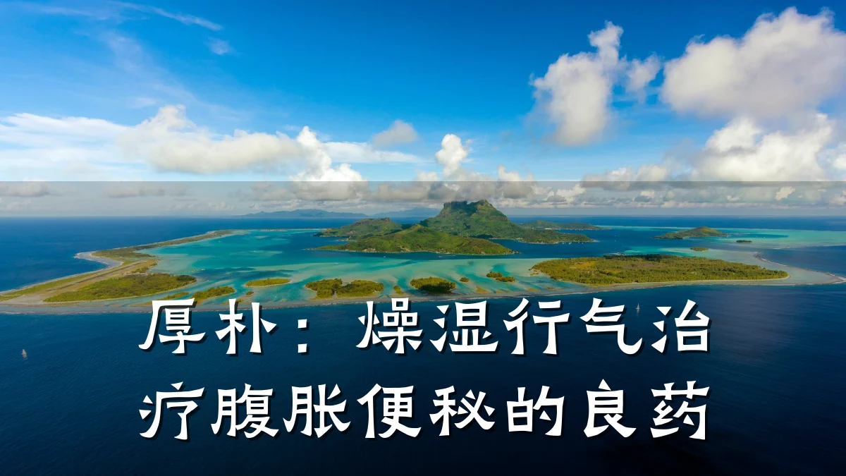 厚朴：燥湿行气治疗腹胀便秘的良药