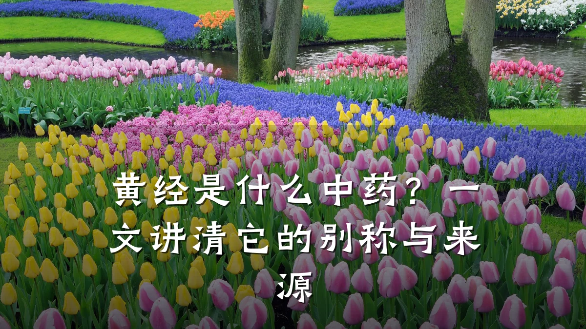 黄经是什么中药?一文讲清它的别称与来源