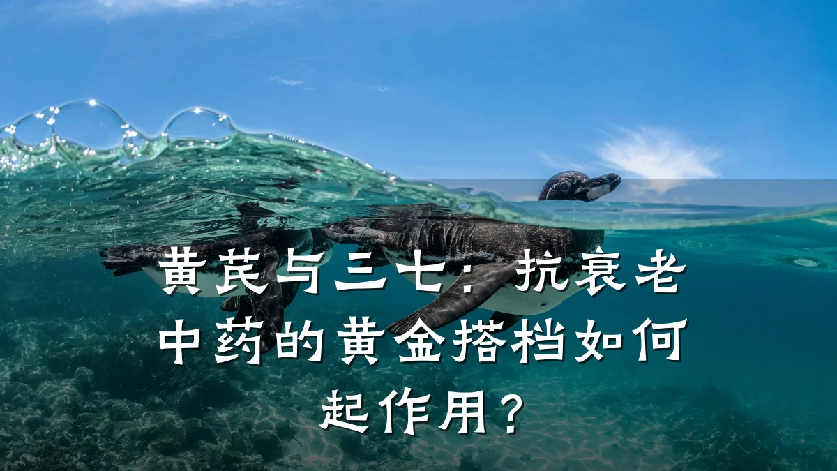黄芪与三七:抗衰老中药的黄金搭档如何起作用?