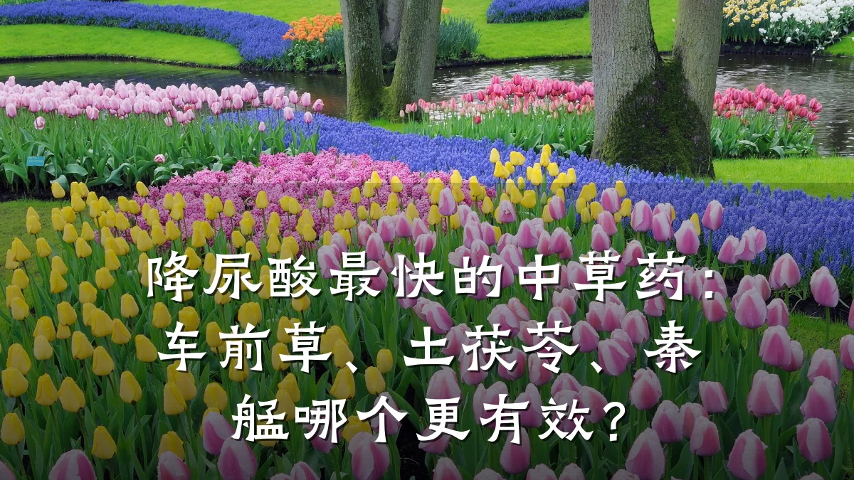 降尿酸最快的中草药：车前草、土茯苓、秦艋哪个更有效？