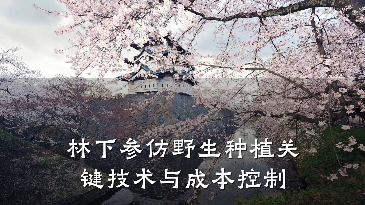 林下参仿野生种植关键技术与成本控制