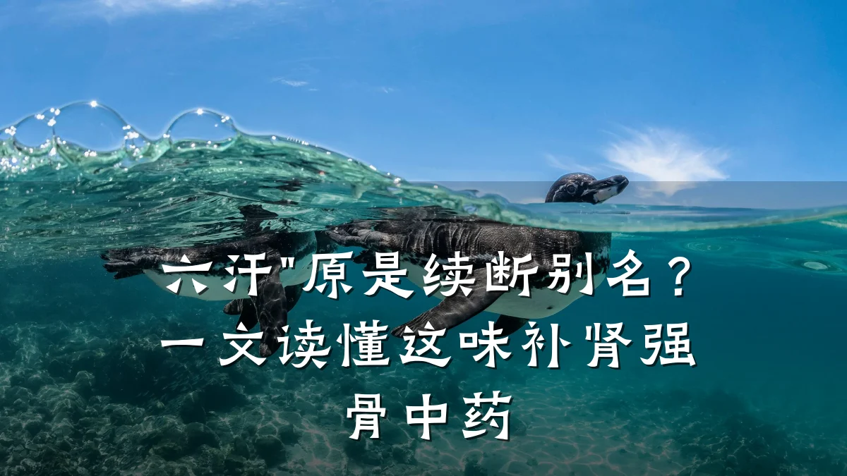 六汗"原是续断别名?一文读懂这味补肾强骨中药