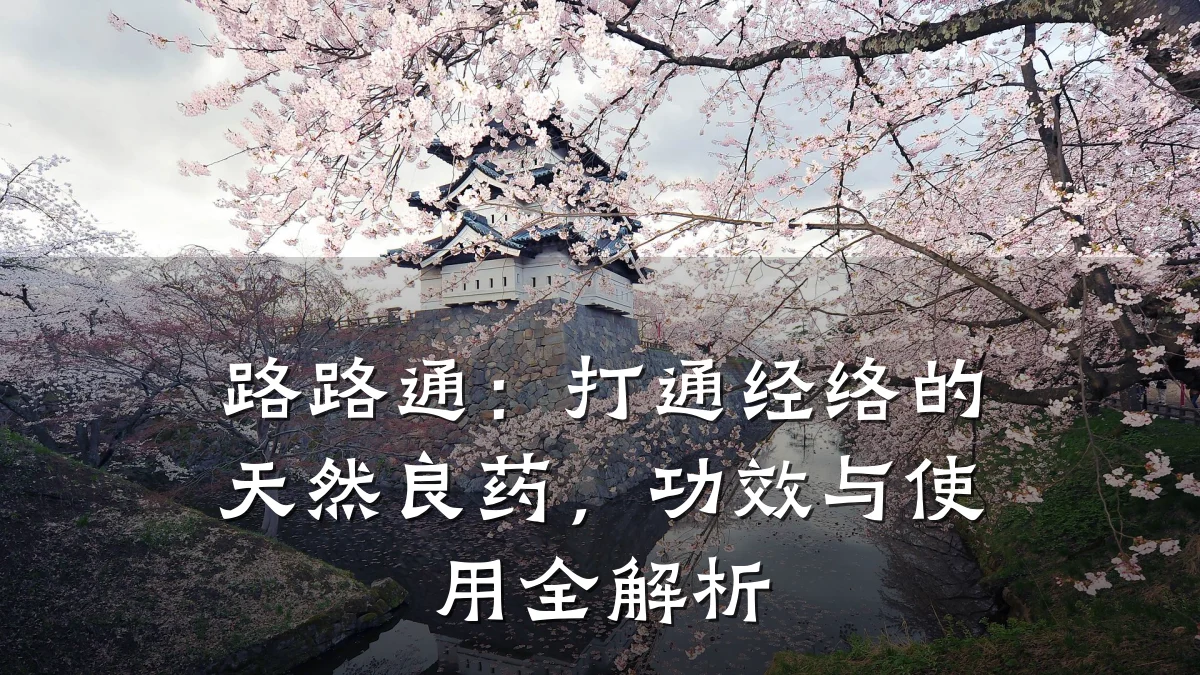 路路通:打通经络的天然良药,功效与使用全解析