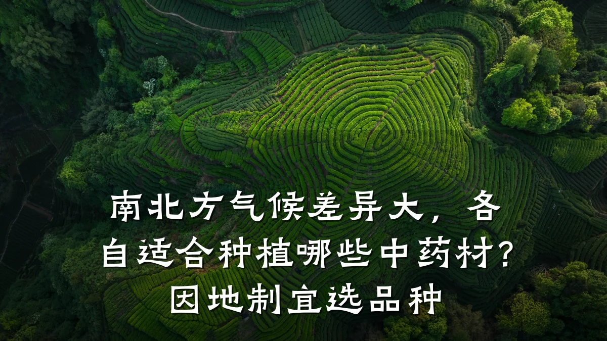 南北方气候差异大,各自适合种植哪些中药材?因地制宜选品种