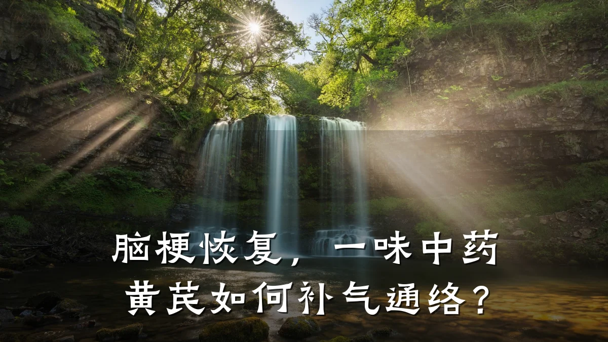 脑梗恢复,一味中药黄芪如何补气通络?