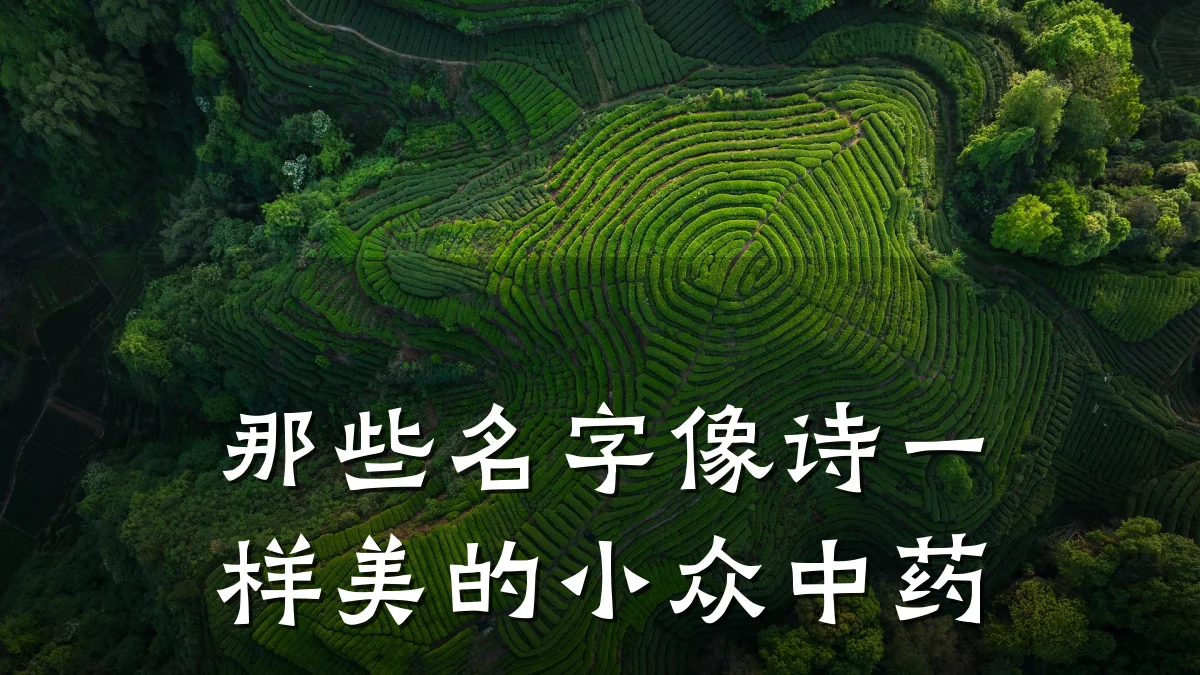 那些名字像诗一样美的小众中药