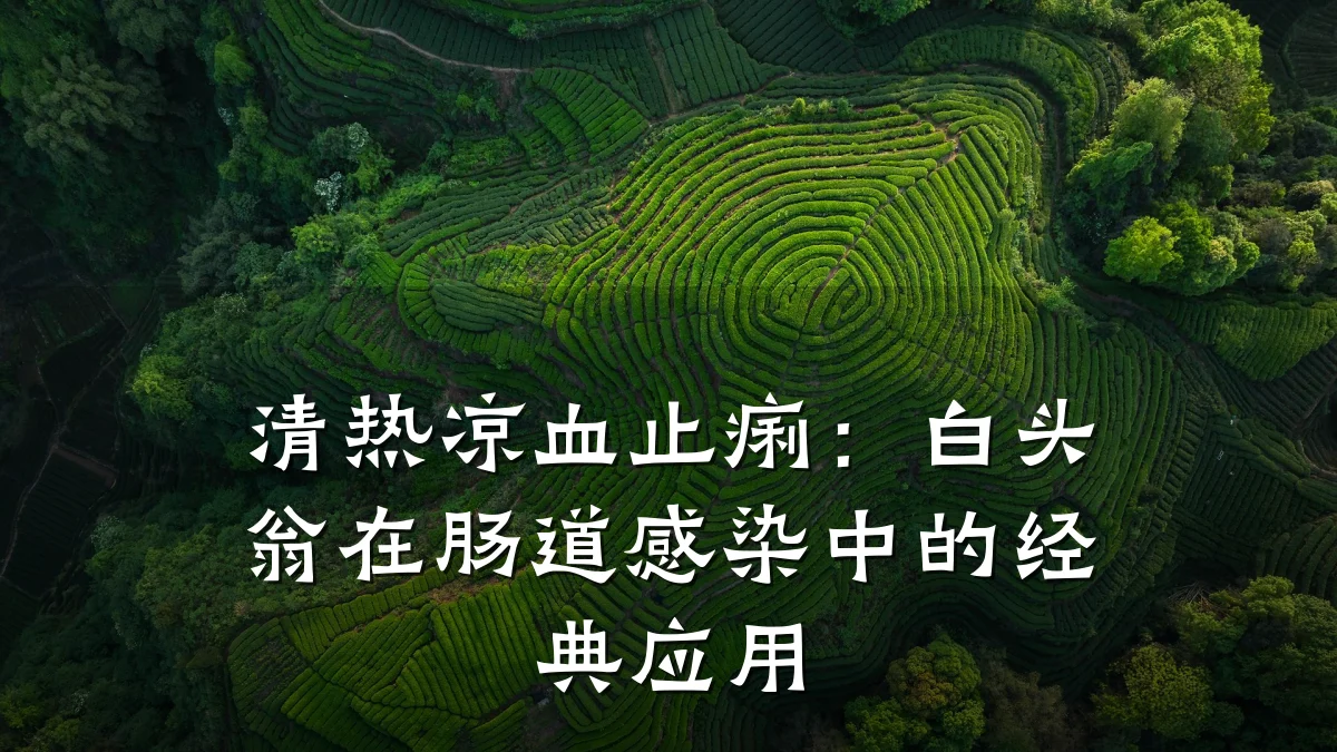 清热凉血止痢：白头翁在肠道感染中的经典应用