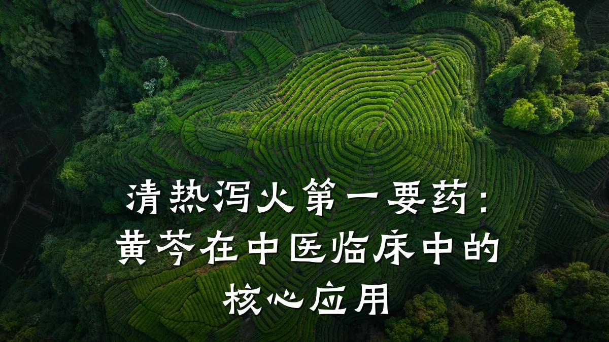 清热泻火第一要药:黄芩在中医临床中的核心应用