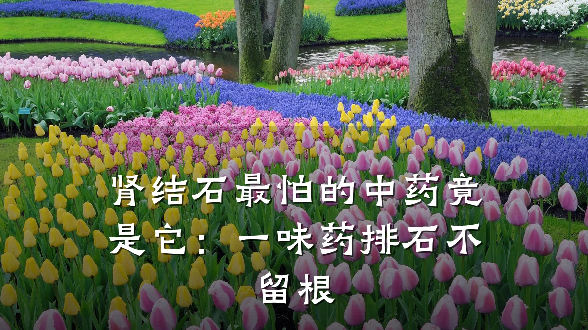 肾结石最怕的中药竟是它:一味药排石不留根