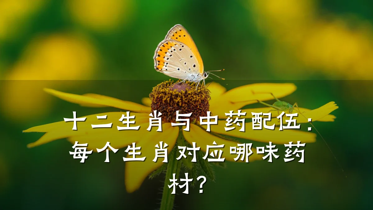 十二生肖与中药配伍:每个生肖对应哪味药材?