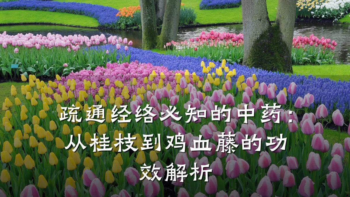 疏通经络必知的中药:从桂枝到鸡血藤的功效解析