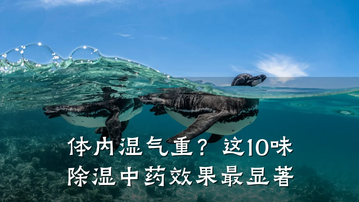 体内湿气重？这10味除湿中药效果最显著