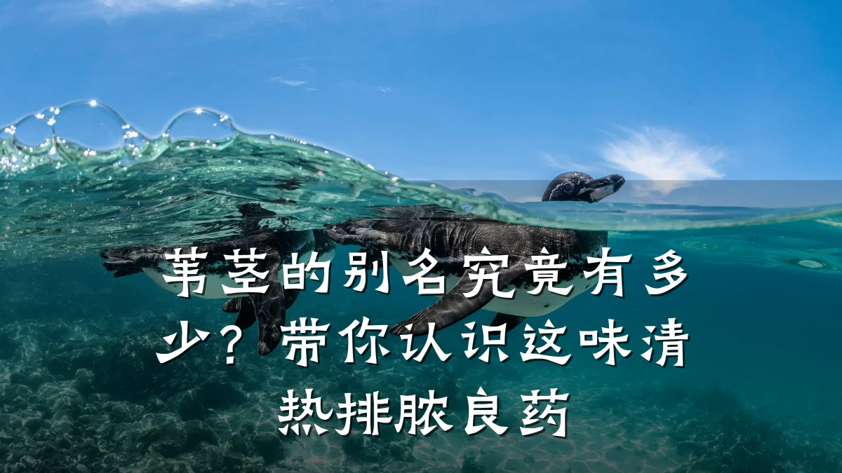 苇茎的别名究竟有多少?带你认识这味清热排脓良药
