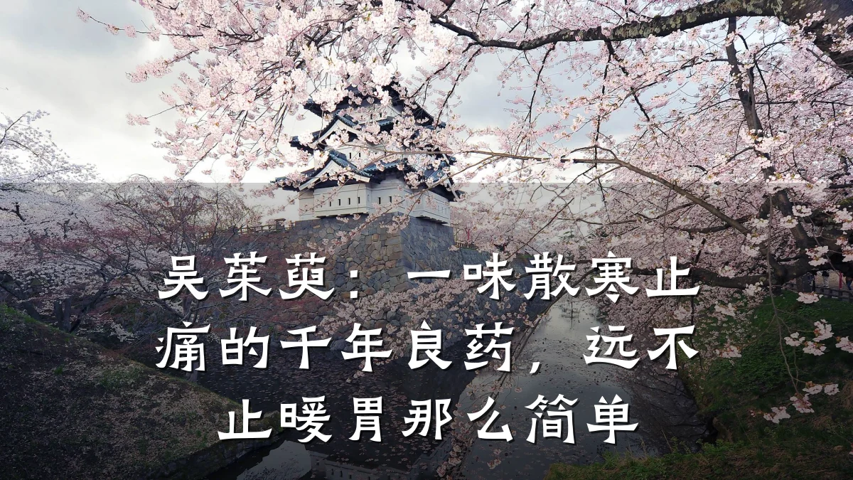 吴茱萸:一味散寒止痛的千年良药,远不止暖胃那么简单