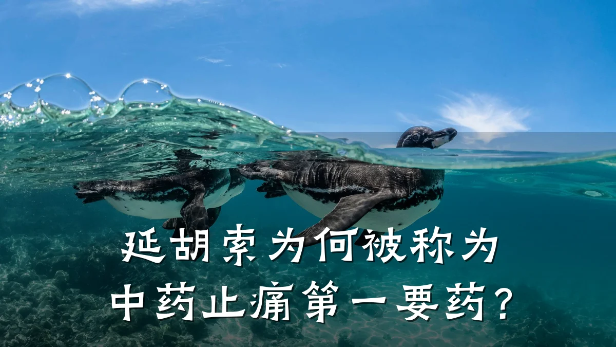 延胡索为何被称为中药止痛第一要药?