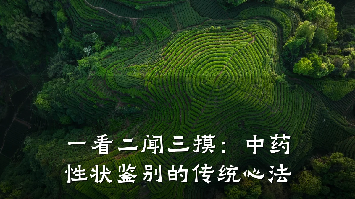 一看二闻三摸:中药性状鉴别的传统心法
