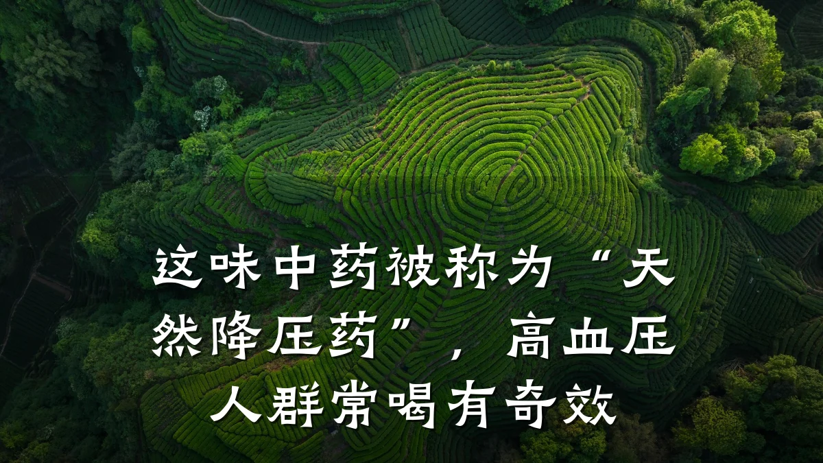 这味中药被称为“天然降压药”,高血压人群常喝有奇效