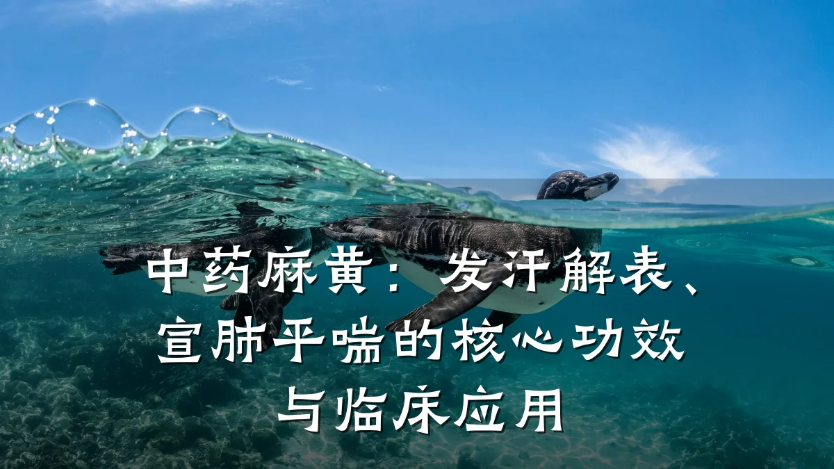 中药麻黄:发汗解表、宣肺平喘的核心功效与临床应用