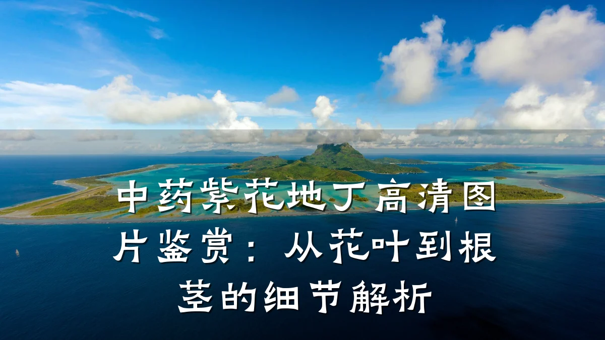 中药紫花地丁高清图片鉴赏:从花叶到根茎的细节解析