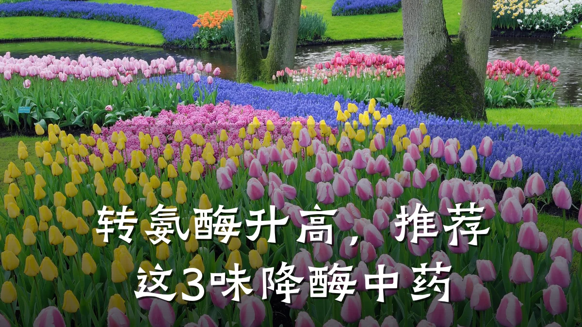 转氨酶升高,推荐这3味降酶中药