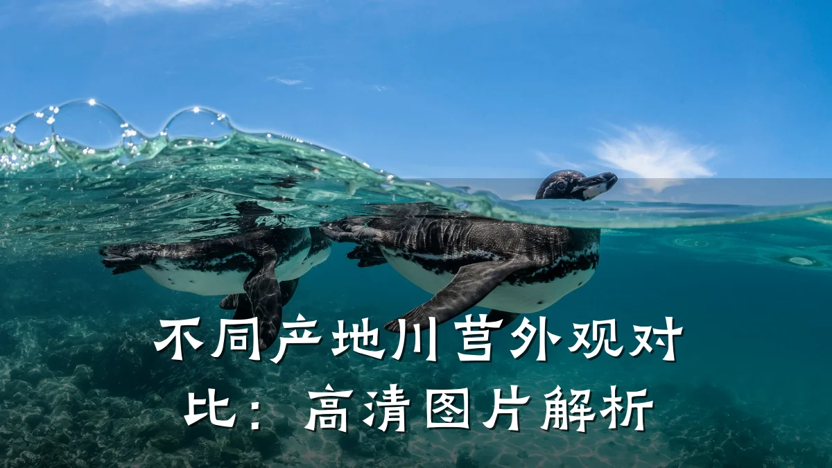 不同产地川芎外观对比:高清图片解析