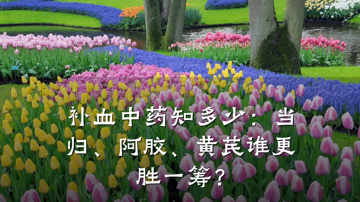 补血中药知多少:当归、阿胶、黄芪谁更胜一筹?
