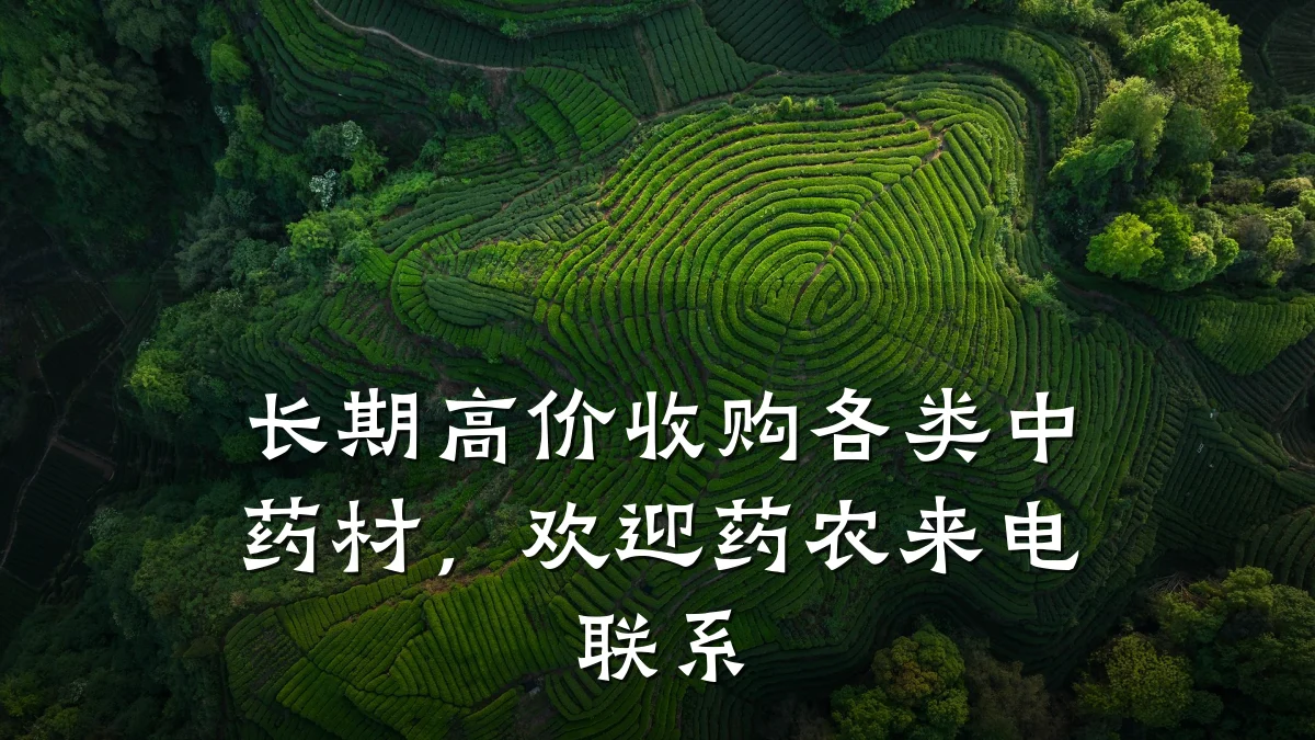 长期高价收购各类中药材,欢迎药农来电联系