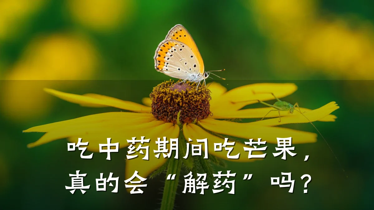 吃中药期间吃芒果,真的会“解药”吗?