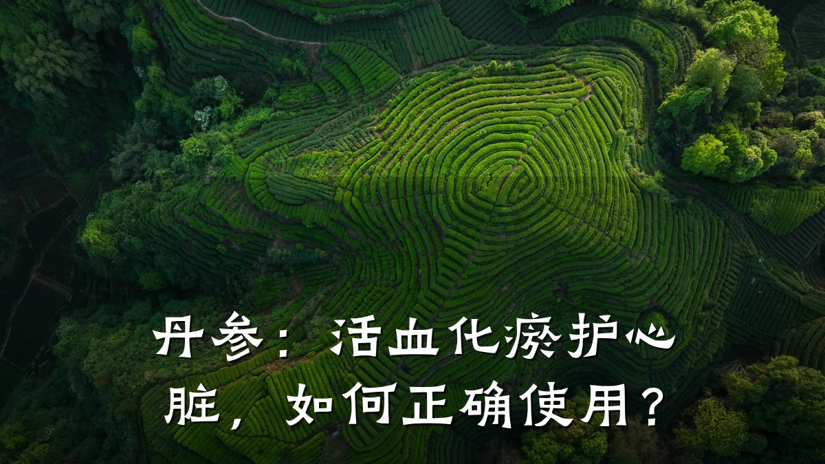 丹参:活血化瘀护心脏,如何正确使用?