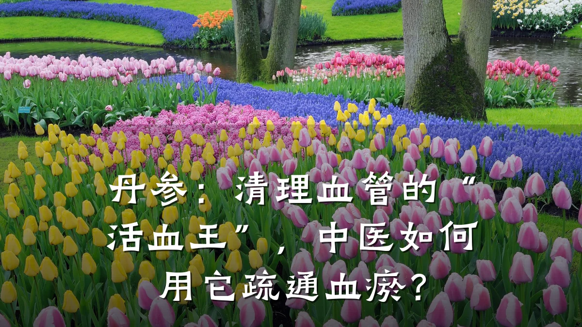 丹参：清理血管的“活血王”，中医如何用它疏通血瘀？