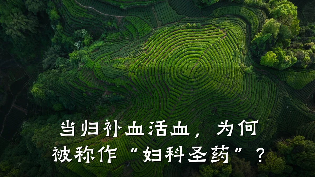 当归补血活血,为何被称作“妇科圣药”?