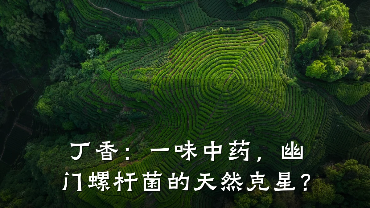 丁香：一味中药，幽门螺杆菌的天然克星？
