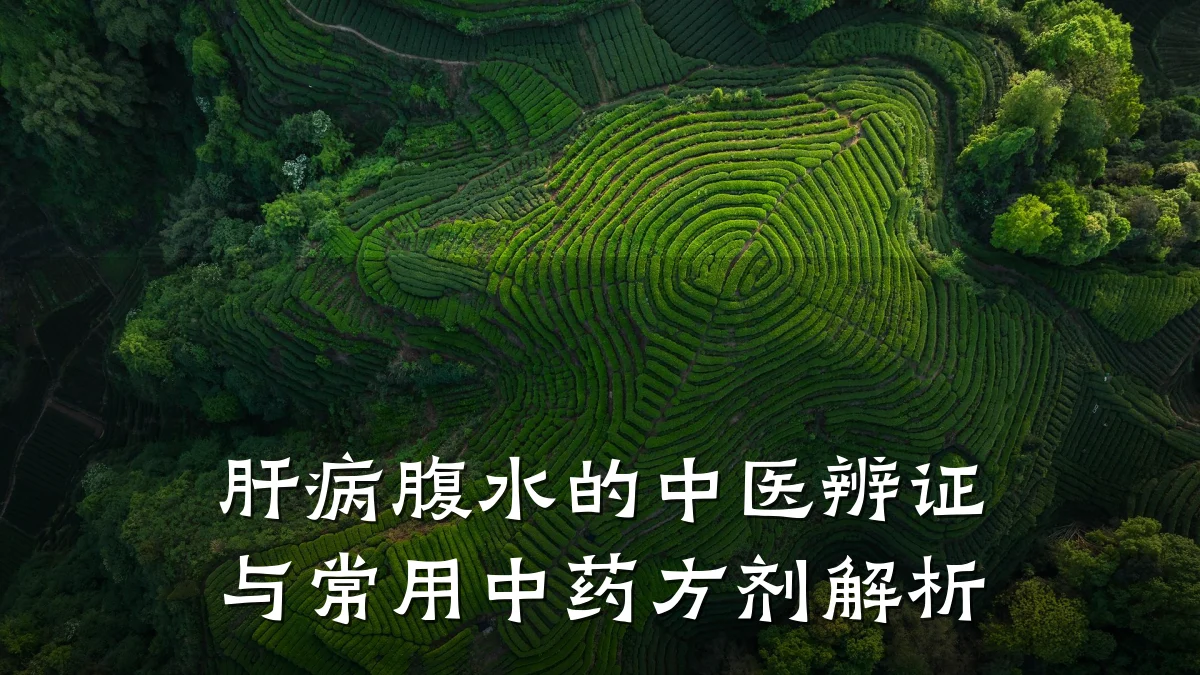 肝病腹水的中医辨证与常用中药方剂解析