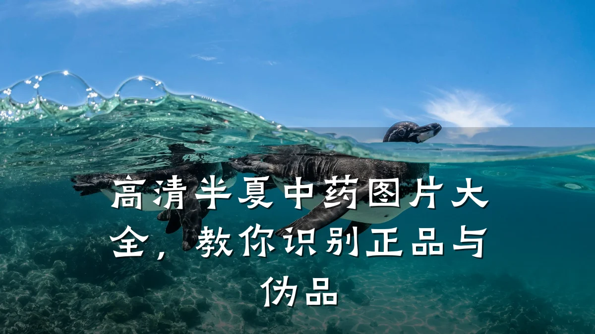 高清半夏中药图片大全,教你识别正品与伪品