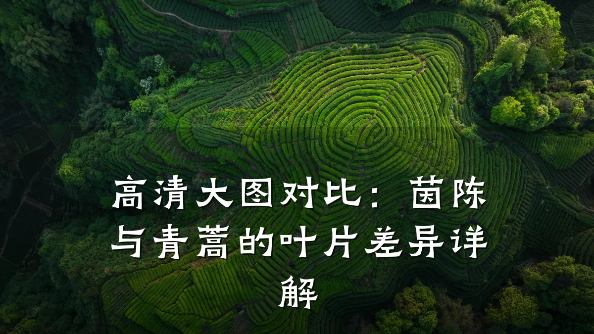 高清大图对比:茵陈与青蒿的叶片差异详解