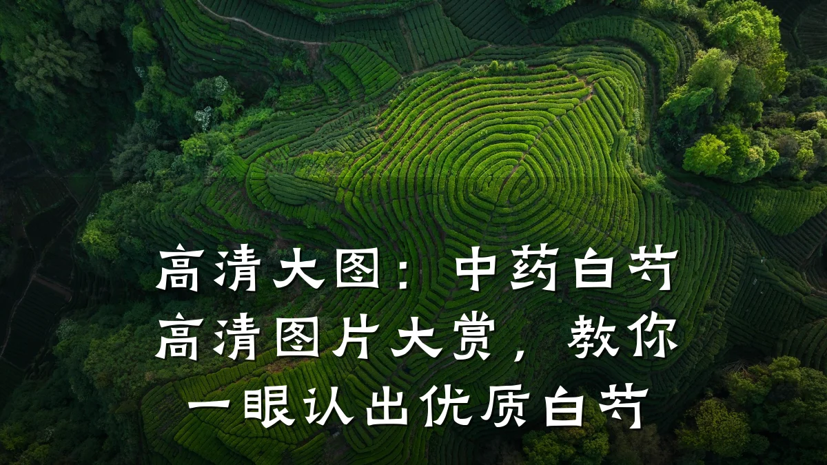 高清大图:中药白芍高清图片大赏,教你一眼认出优质白芍