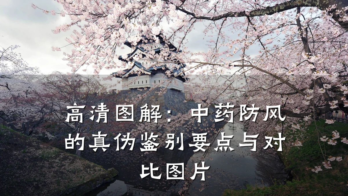 高清图解:中药防风的真伪鉴别要点与对比图片