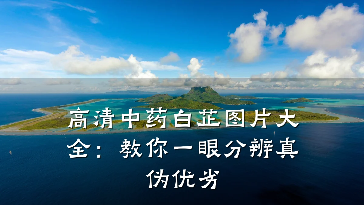 高清中药白芷图片大全:教你一眼分辨真伪优劣