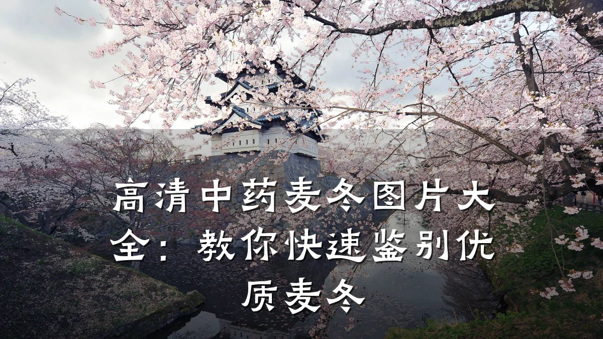 高清中药麦冬图片大全：教你快速鉴别优质麦冬