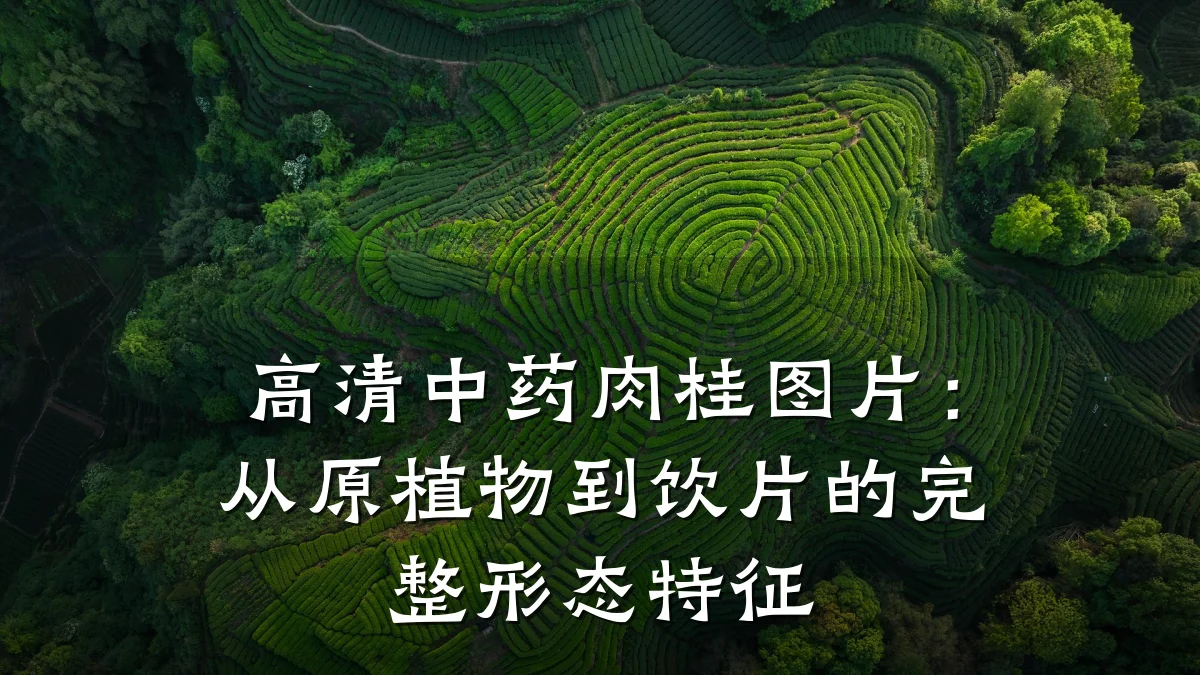 高清中药肉桂图片:从原植物到饮片的完整形态特征